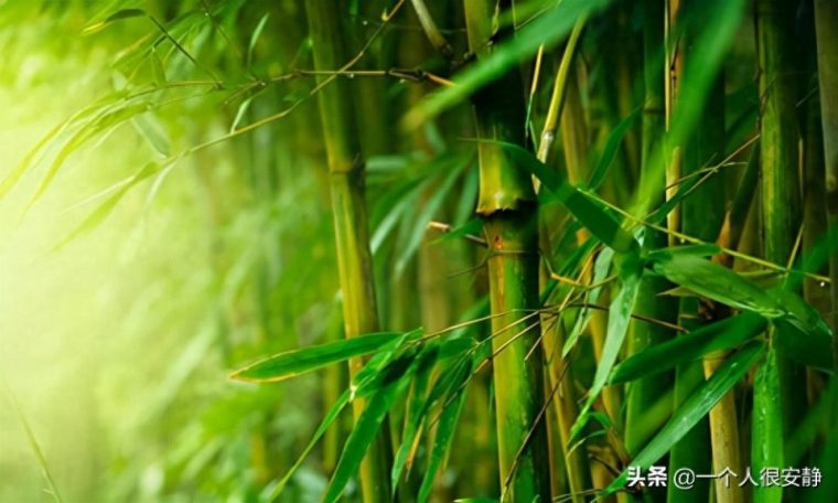 梅兰竹菊的含义和象征意义（各自的寓意和代表人的精神）