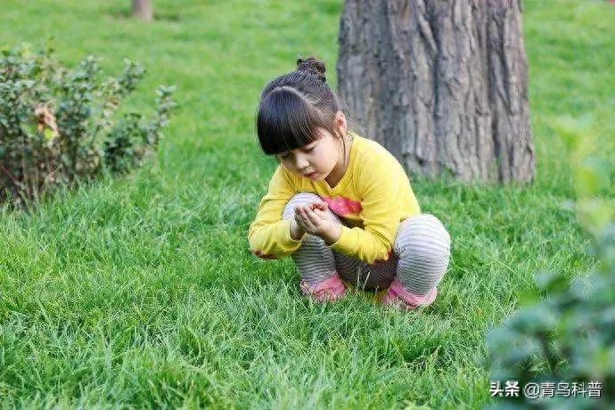 蝈蝈和蛐蛐的特征区别（晚上叫的是哪一种？）