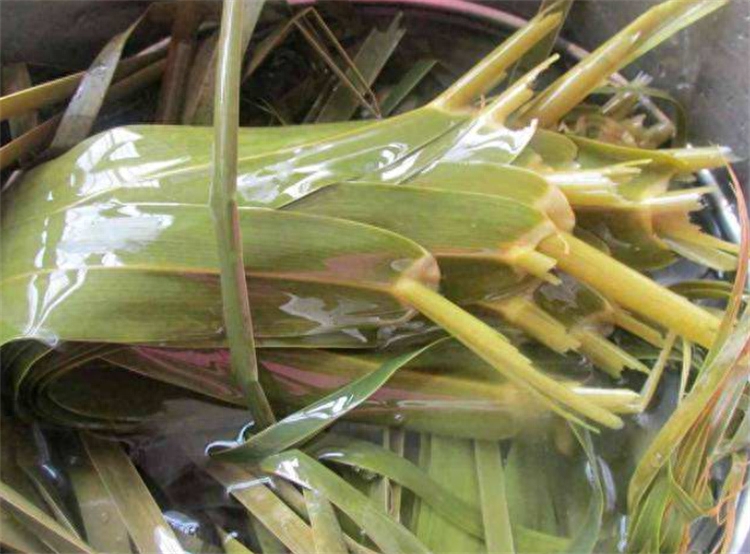 粽叶是什么植物的叶子（箬叶和粽叶有什么区别）