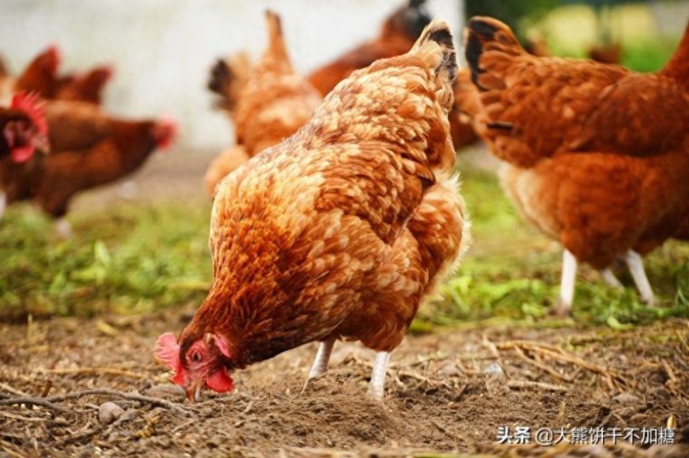 怎样识别土鸡蛋和饲料蛋区别（如何分辨营养一样吗）