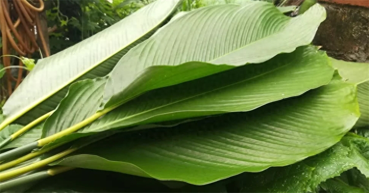 粽叶是什么植物的叶子（箬叶和粽叶有什么区别）