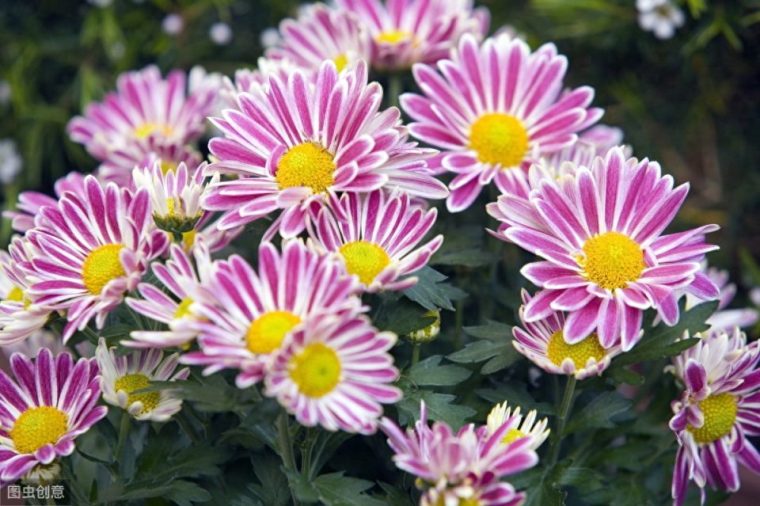 菊花好养活吗(怎么养才能更旺盛正确方法越长越好) 菊花好养活吗(怎么养才能更旺盛正确方法越长越好)