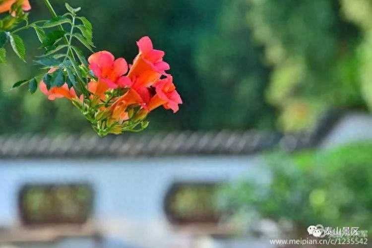 凌霄花花语象征与寓意（比喻什么样的人和精神）