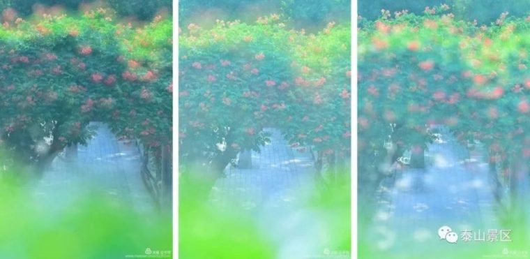 凌霄花花语象征与寓意（比喻什么样的人和精神）