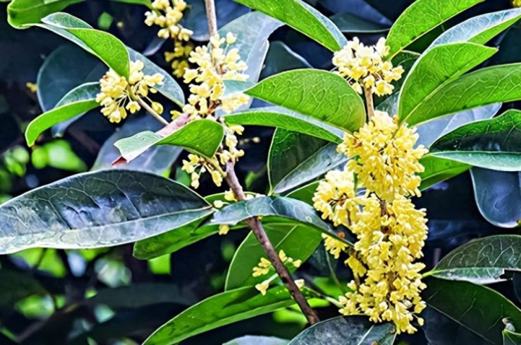 桂花树的养殖方法和注意事项（施什么肥要点）