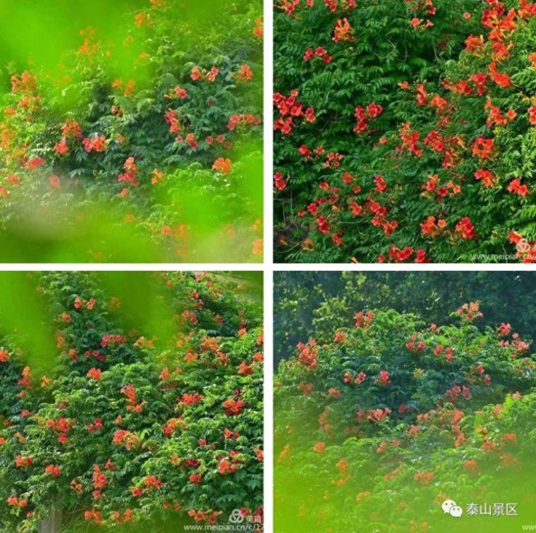 凌霄花花语象征与寓意（比喻什么样的人和精神）