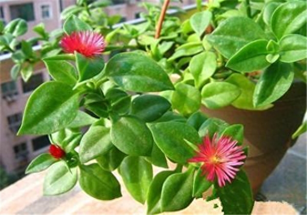 穿心莲种植方法栽培技术 穿心莲种植方法栽培技术