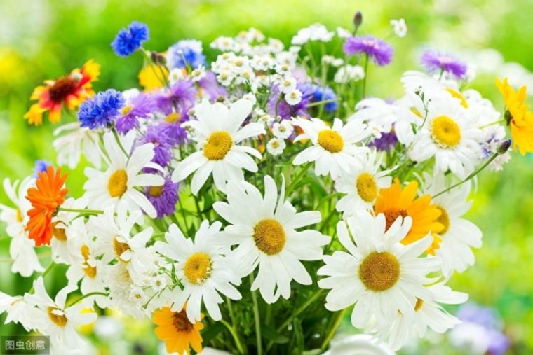 菊花好养活吗(怎么养才能更旺盛正确方法越长越好) 菊花好养活吗(怎么养才能更旺盛正确方法越长越好)