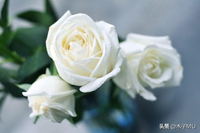 白玫瑰代表什么话语寓意和象征意义（一般送什么人）