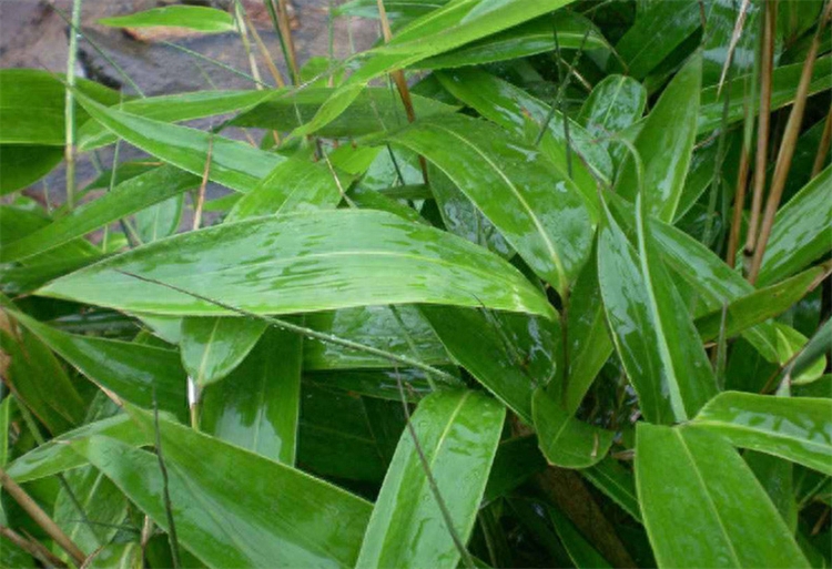粽叶是什么植物的叶子（箬叶和粽叶有什么区别）