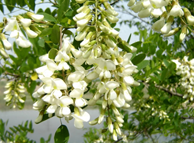 槐花几月开(季节花期多长时间) 槐花几月开(季节花期多长时间)
