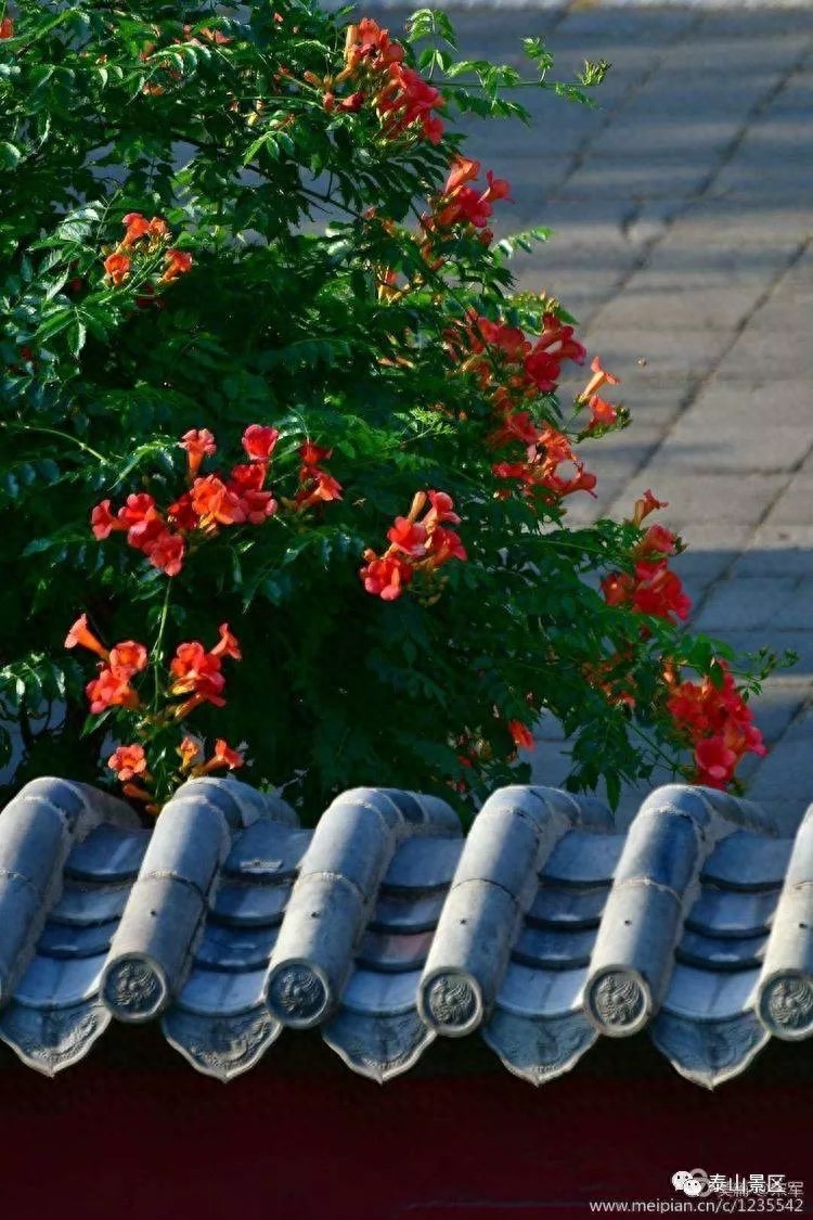 凌霄花花语象征与寓意（比喻什么样的人和精神）