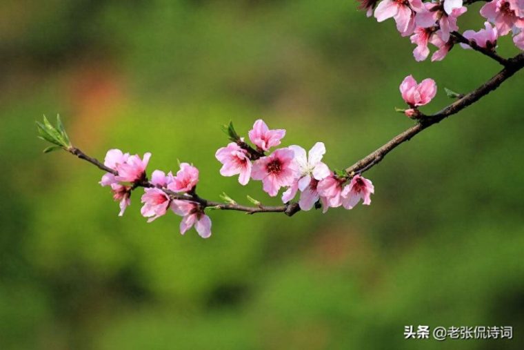 桃李满天下涉及的人物是谁 桃李满天下涉及的人物是谁