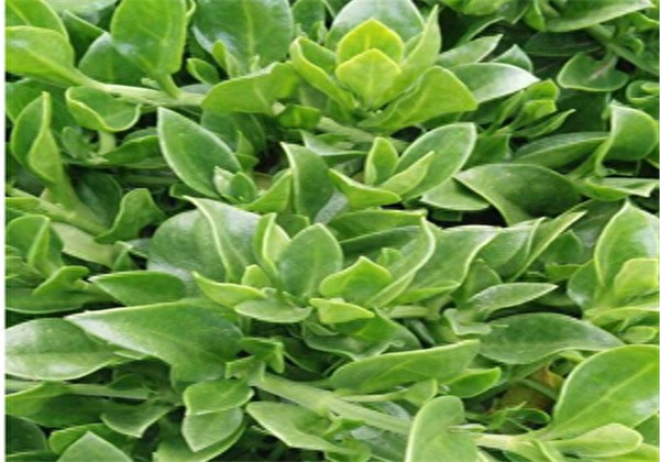 穿心莲种植方法栽培技术 穿心莲种植方法栽培技术
