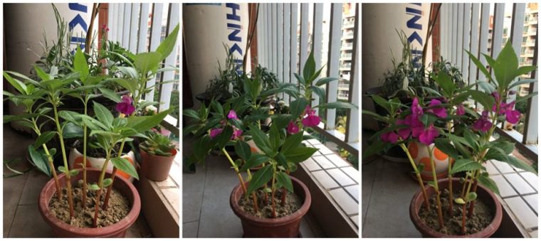 凤仙花的生长过程(阶段图片观察日记) 凤仙花的生长过程(阶段图片观察日记)