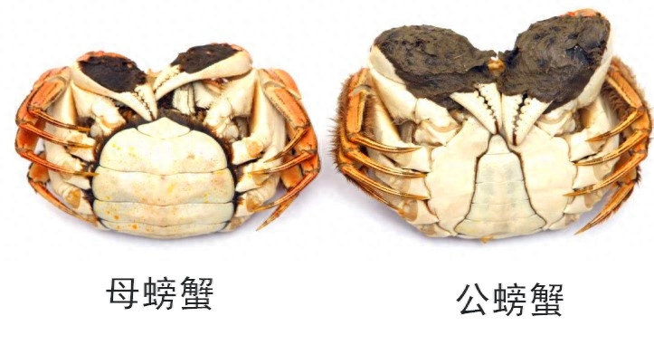 阳澄湖大闸蟹什么时候吃好吃(9月还是10月) 阳澄湖大闸蟹什么时候吃好吃(9月还是10月)