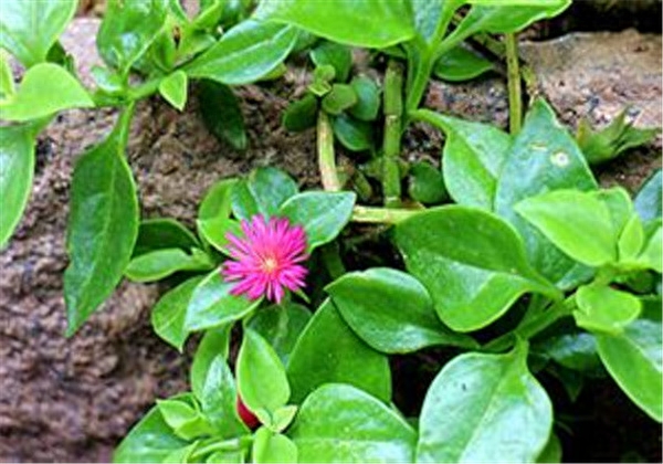穿心莲种植方法栽培技术 穿心莲种植方法栽培技术