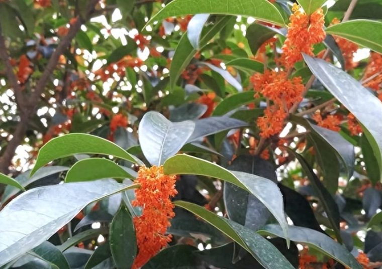 桂花树的养殖方法和注意事项（施什么肥要点）