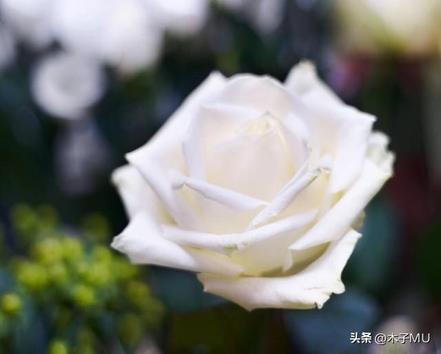 白玫瑰代表什么话语寓意和象征意义（一般送什么人）