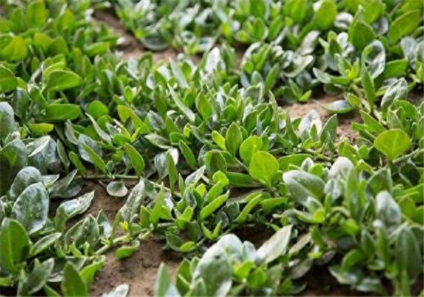穿心莲种植方法栽培技术 穿心莲种植方法栽培技术