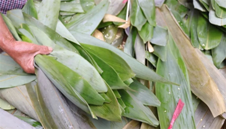 粽叶是什么植物的叶子（箬叶和粽叶有什么区别）
