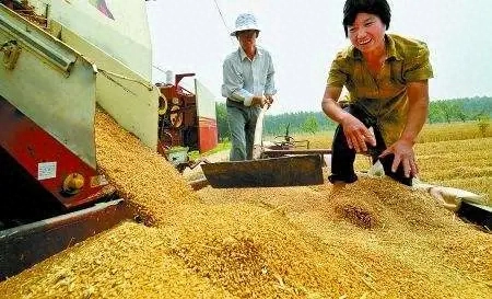 麦子什么时候成熟季节(麦子收获的季节是几月) 麦子什么时候成熟季节(麦子收获的季节是几月)