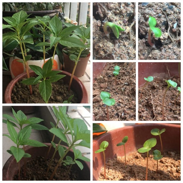 凤仙花的生长过程(阶段图片观察日记) 凤仙花的生长过程(阶段图片观察日记)