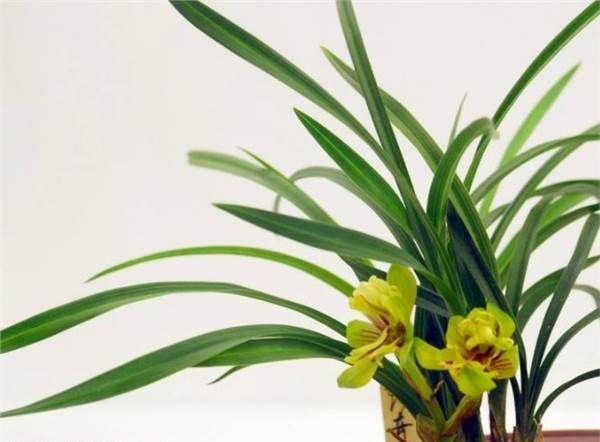 金兰结义猜生肖_义结金兰打一个生肖_义结金兰金兰指什么