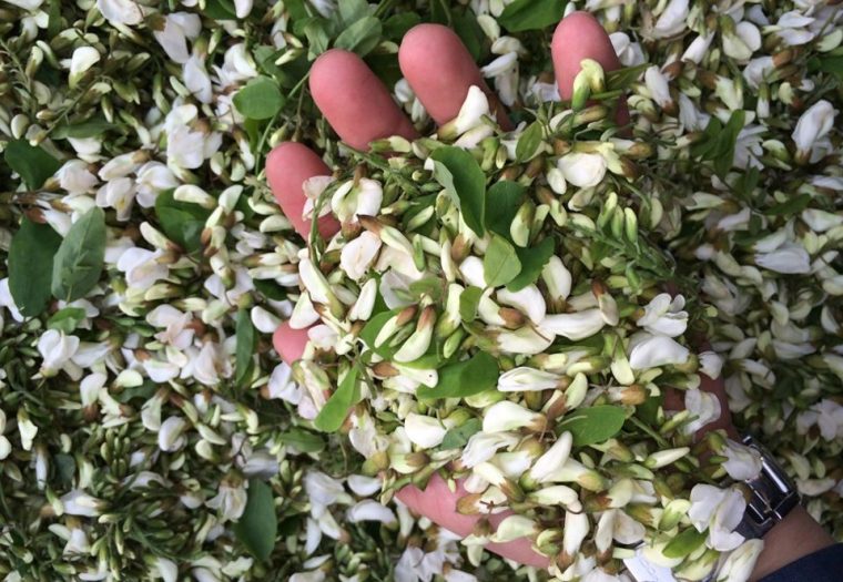 槐花几月开(季节花期多长时间) 槐花几月开(季节花期多长时间)
