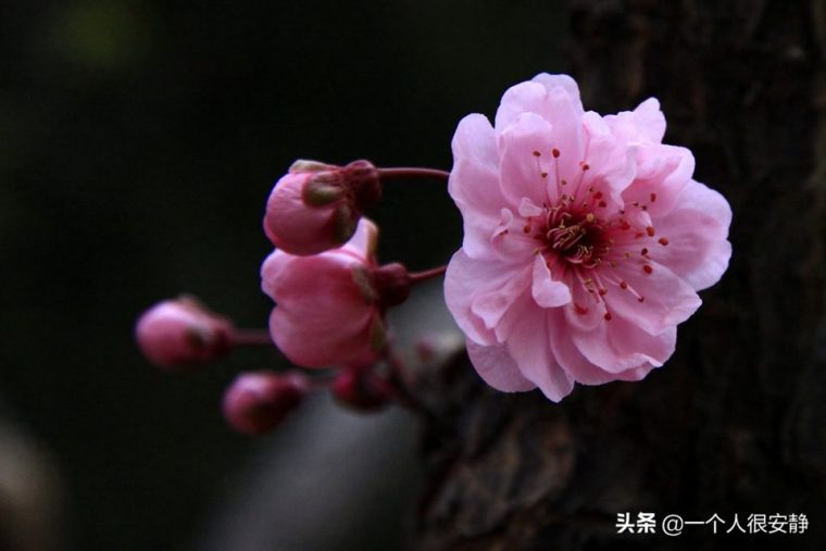 梅兰竹菊的含义和象征意义（各自的寓意和代表人的精神）
