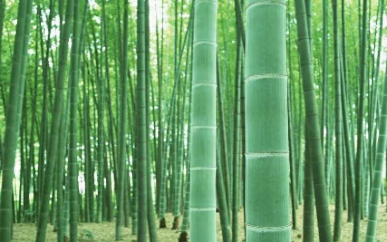 竹子是生长速度快的植物吗（开始生长慢后来生长快）
