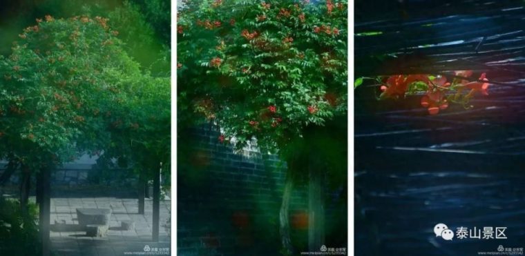 凌霄花花语象征与寓意（比喻什么样的人和精神）