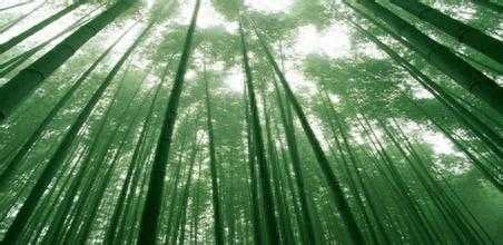 竹子是生长速度快的植物吗（开始生长慢后来生长快）