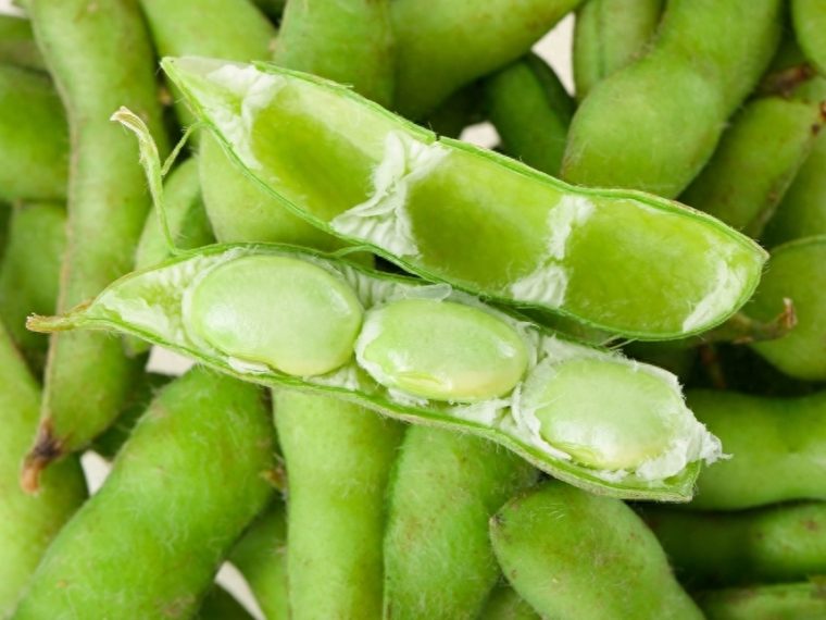 毛豆和黄豆一样吗（哪个更有营养）