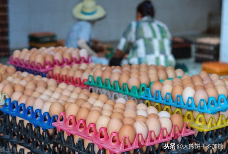 怎样识别土鸡蛋和饲料蛋区别（如何分辨营养一样吗）