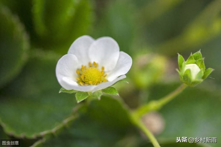 草莓的花是什么颜色的(图片是长什么样子的) 草莓的花是什么颜色的(图片是长什么样子的)