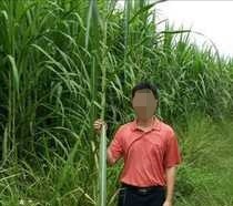 竹子是生长速度快的植物吗（开始生长慢后来生长快）