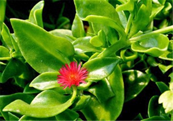 穿心莲种植方法栽培技术 穿心莲种植方法栽培技术