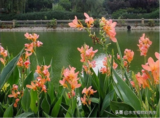 水生美人蕉的种植方法（详细教程及注意事项）