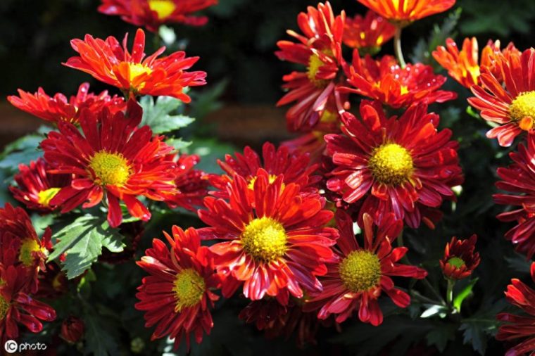 菊花好养活吗(怎么养才能更旺盛正确方法越长越好) 菊花好养活吗(怎么养才能更旺盛正确方法越长越好)