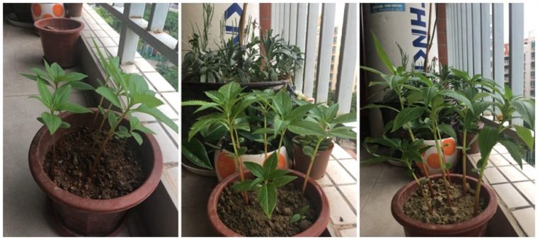 凤仙花的生长过程(阶段图片观察日记) 凤仙花的生长过程(阶段图片观察日记)